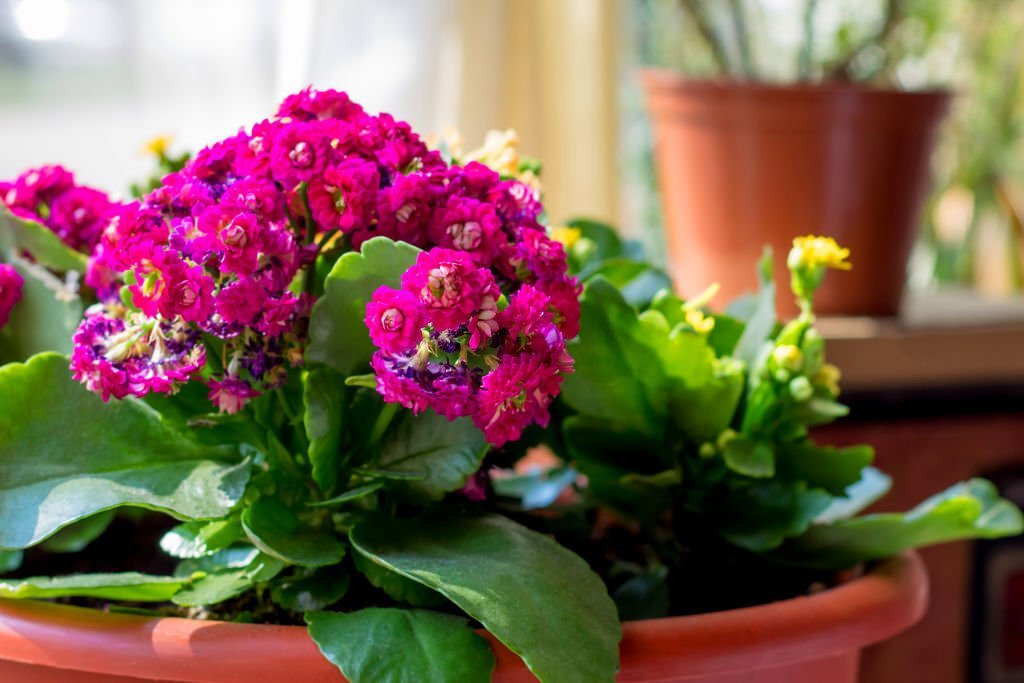 Useful tips to grow and care for kalanchoe plant