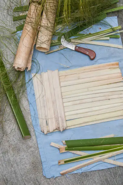 papyrus plant care