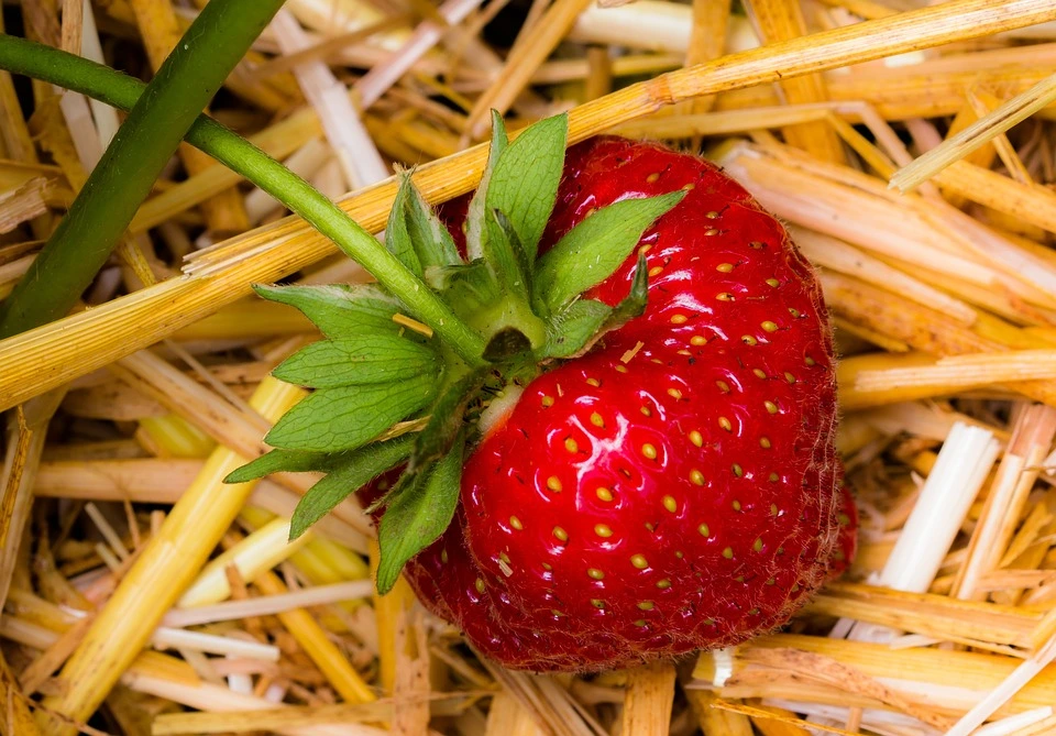 how to grow strawberries from seeds