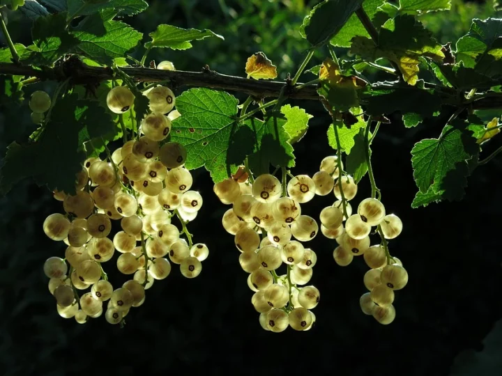 best currant varieties