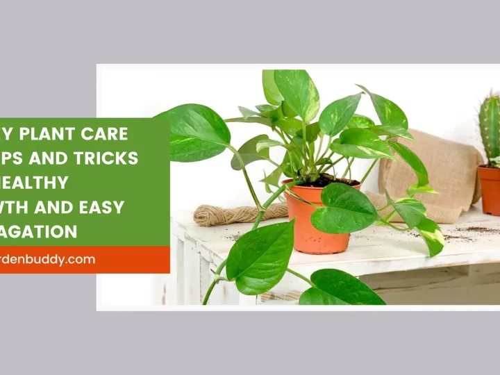 Money Plant Care 101: Tips and Tricks for Healthy Growth and Easy Propagation