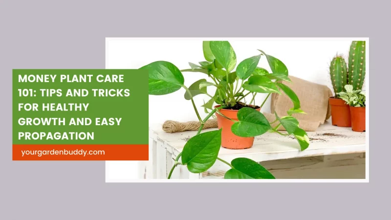 Money Plant Care 101: Tips and Tricks for Healthy Growth and Easy Propagation