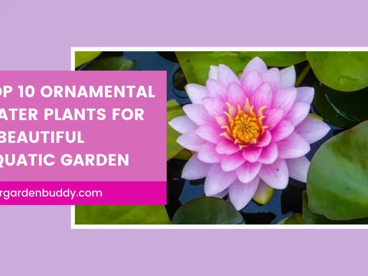 ornamental water plants