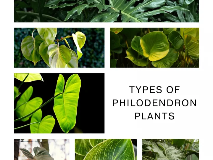 Types of Philodendron Plants