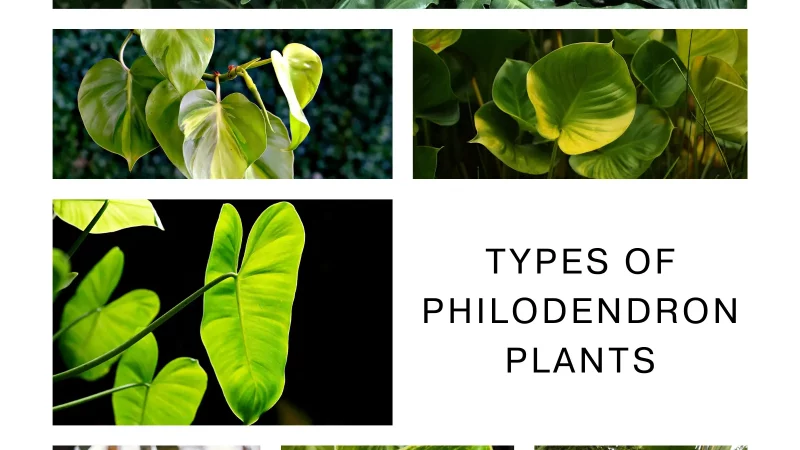 Types of Philodendron Plants