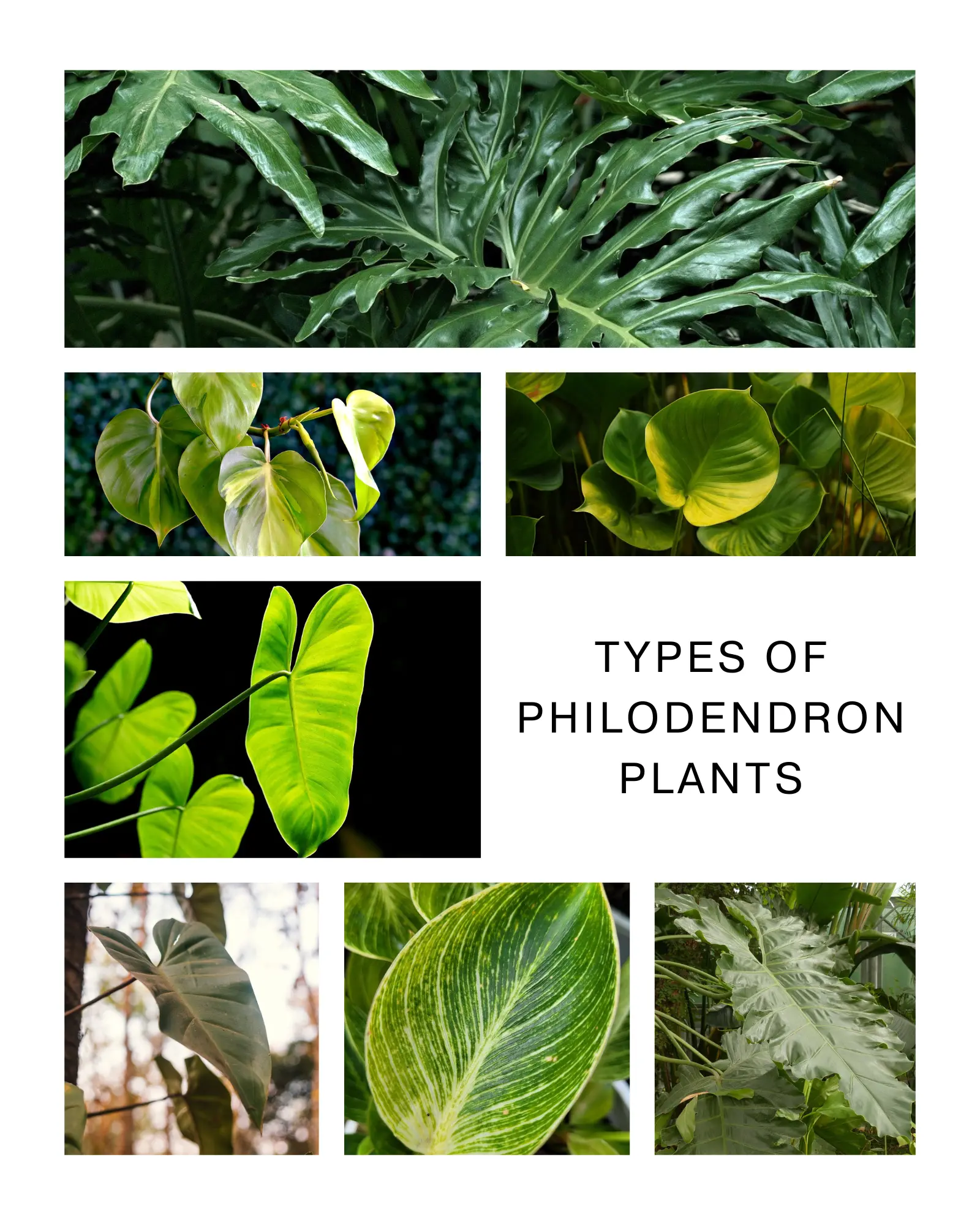 Types of Philodendron Plants Ultimate Guide to the Different Varieties