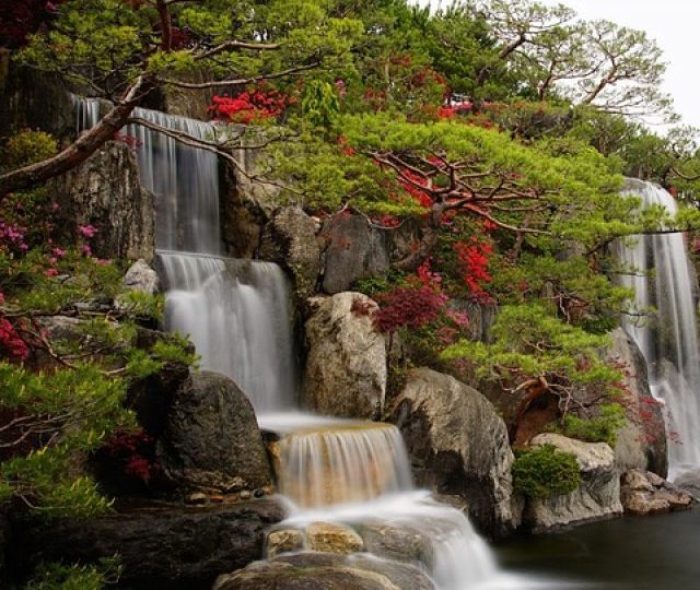 ornamental water plants