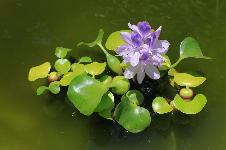 common pond plants