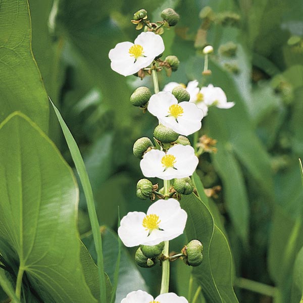 water plants names list
