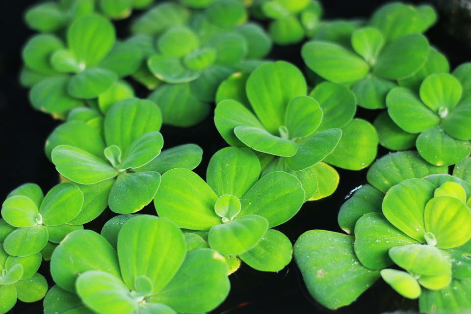 ornamental aquatic plants

