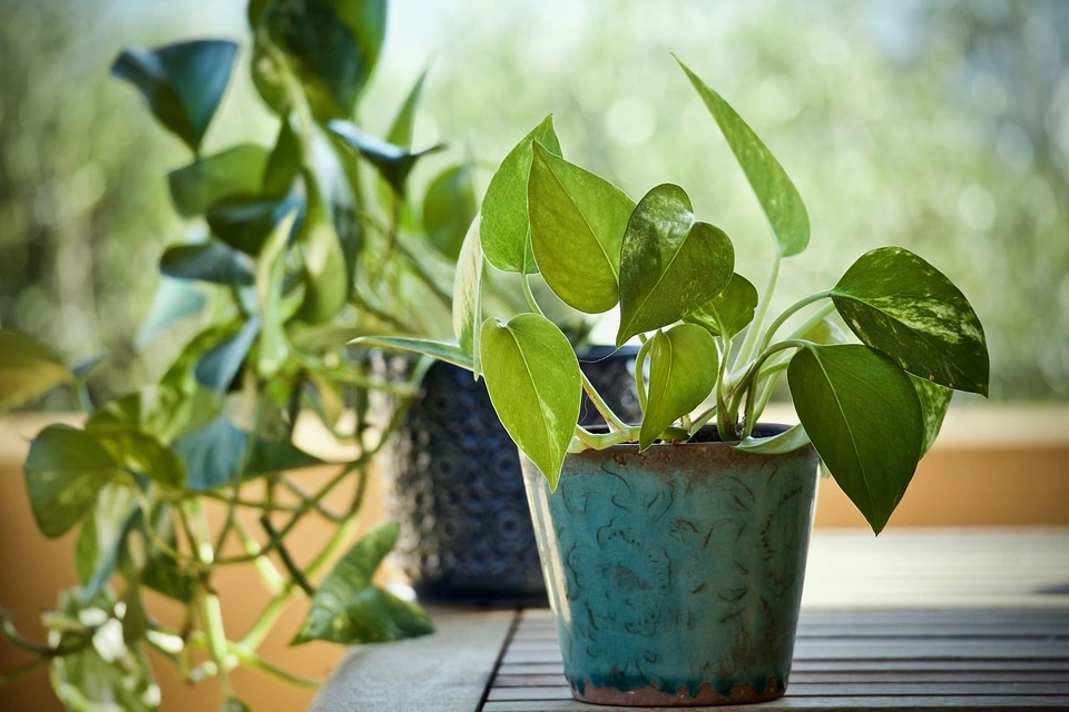 money plant care