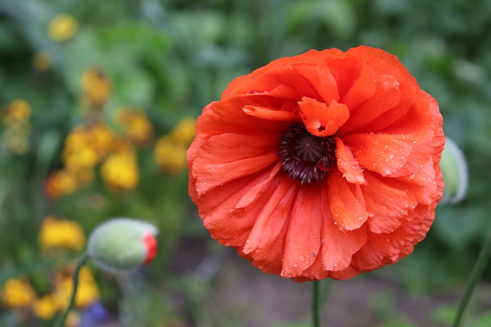 ornamental water plants
