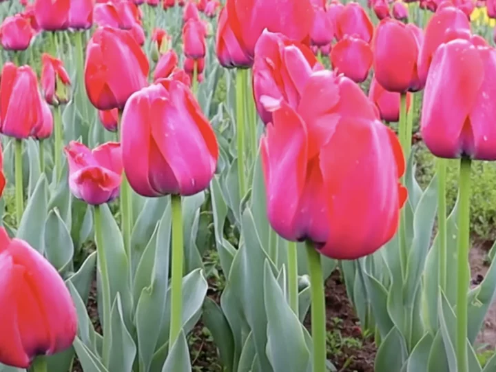 Tulip Garden Srinagar
