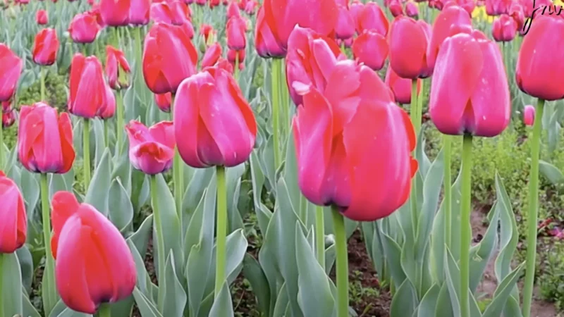Tulip Garden Srinagar