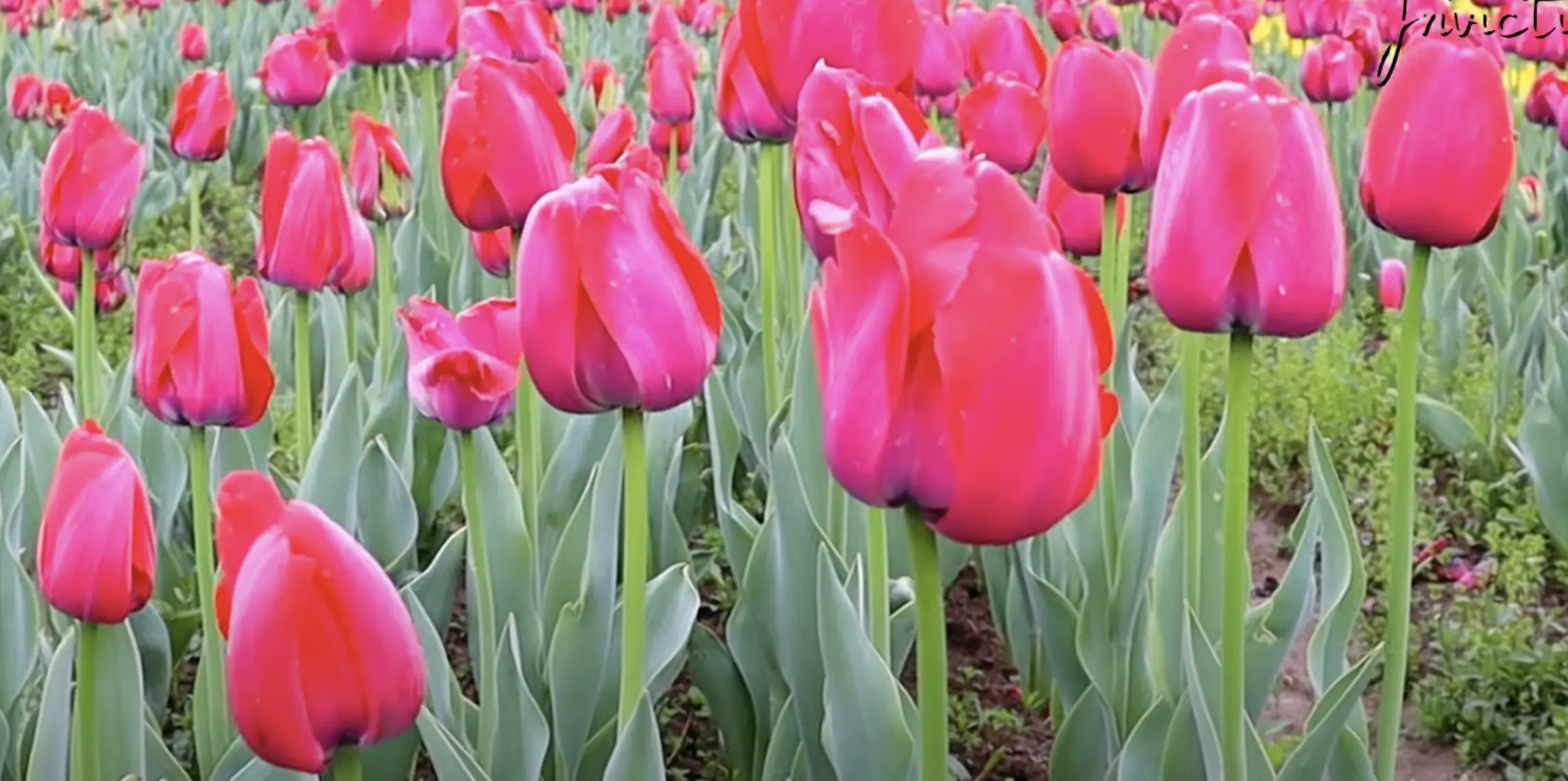 Indira Gandhi Memorial Tulip Garden Srinagar, Asia’s Largest Tulip Garden