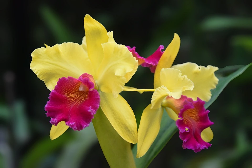 Best orchid variety
