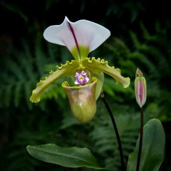 kinds of orchids and their names