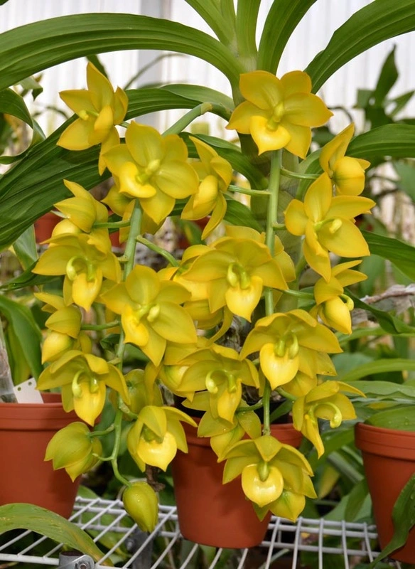 kinds of orchids and their names