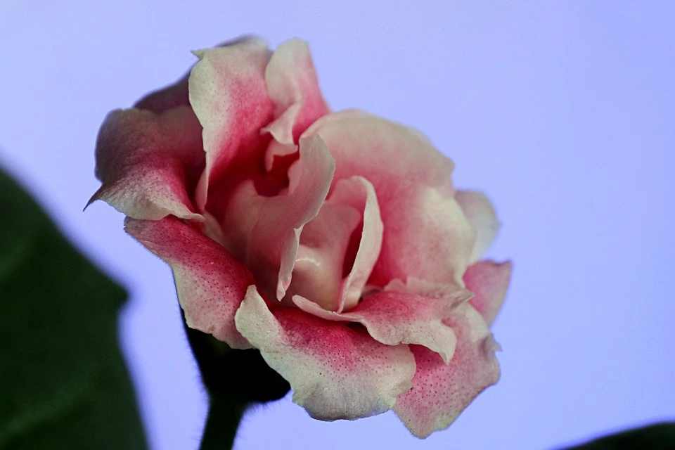 indoor flowering plants