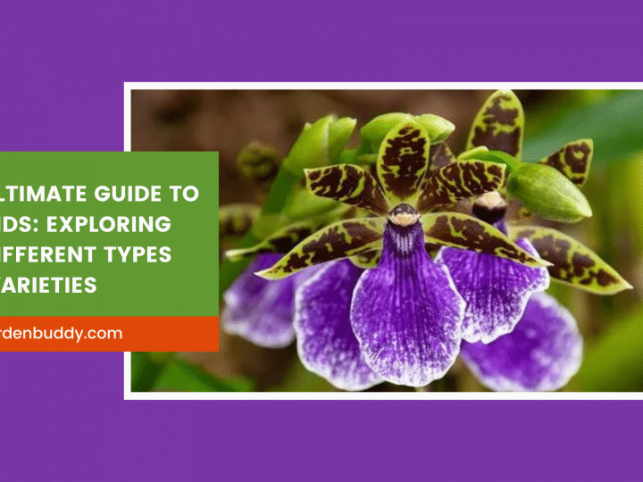 The Ultimate Guide to Orchid Flowers: Exploring the Different Types and Varieties