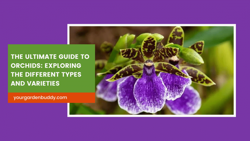 The Ultimate Guide to Orchid Flowers: Exploring the Different Types and Varieties