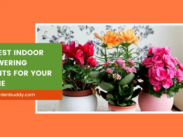 best indoor flowering plants