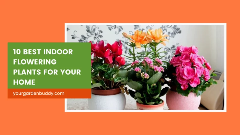 best indoor flowering plants