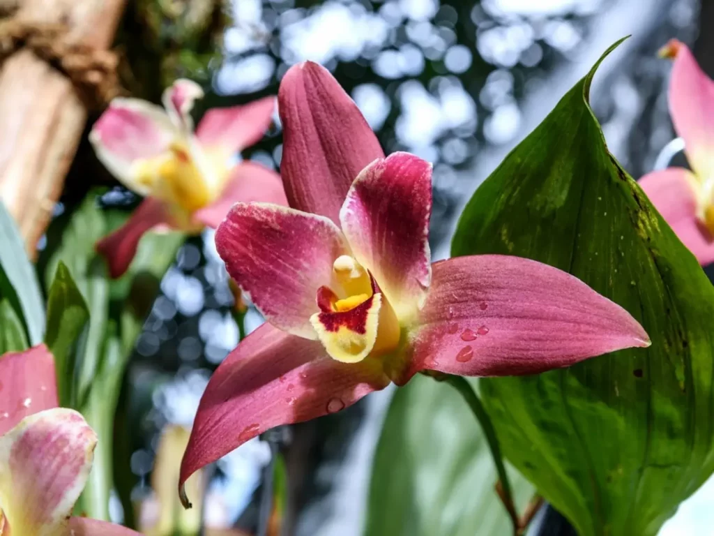 orchid flowers