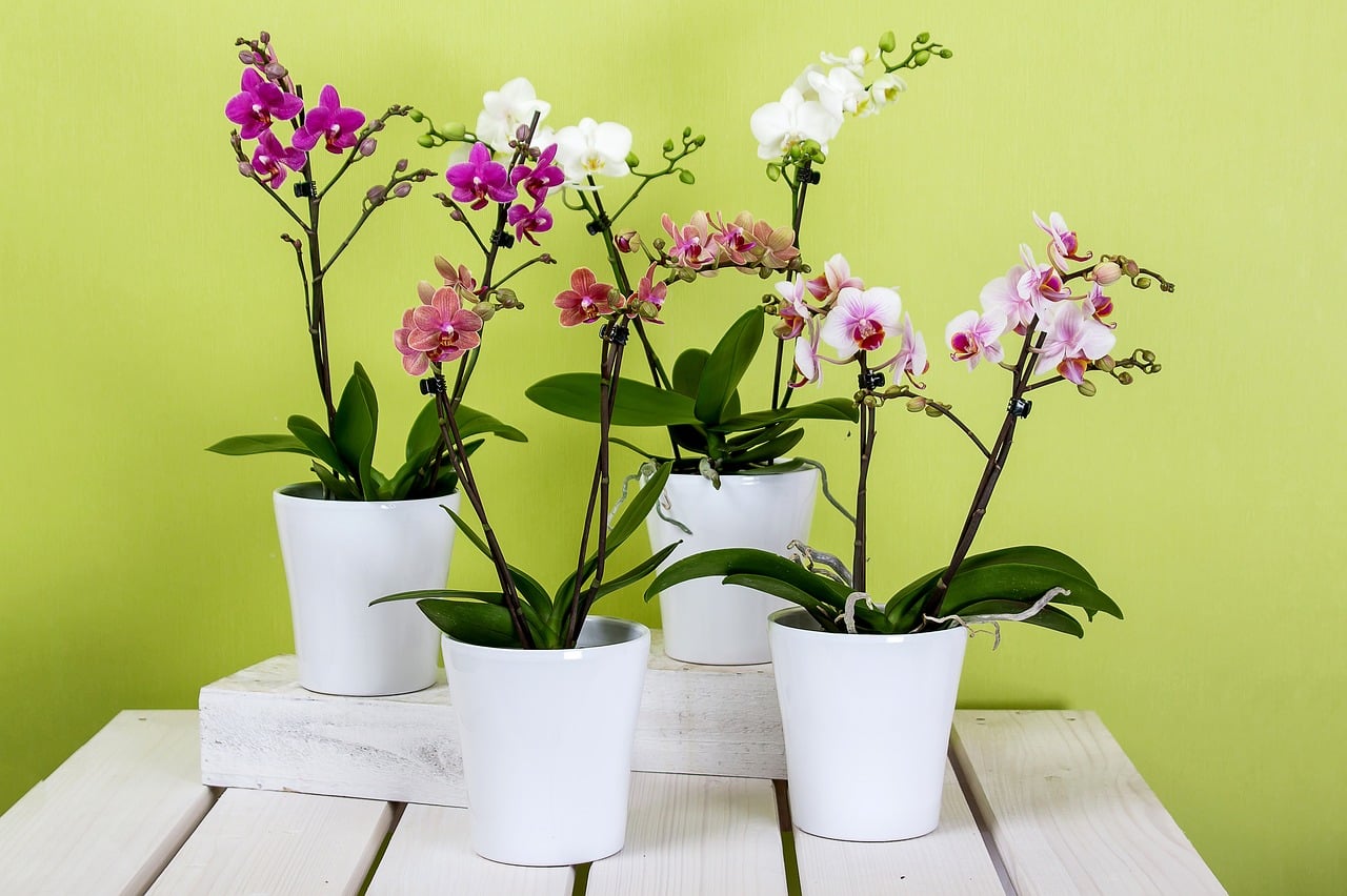 How to Propagate Orchids? Techniques and Methods