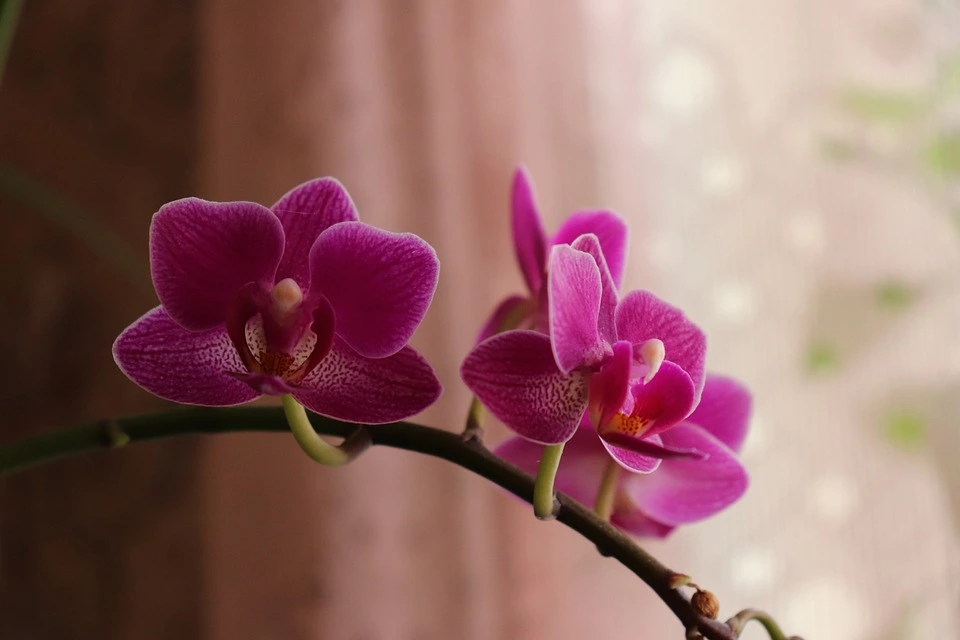 orchid flowers