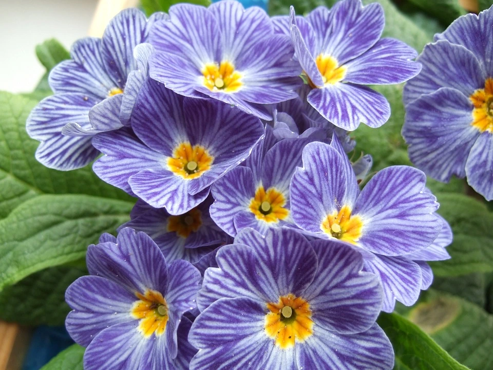 indoor flowering plants