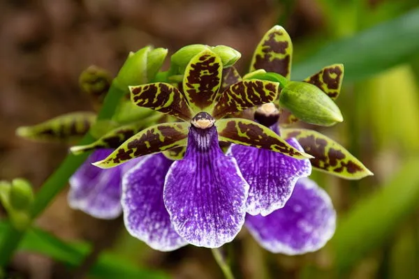 types of orchids flowers