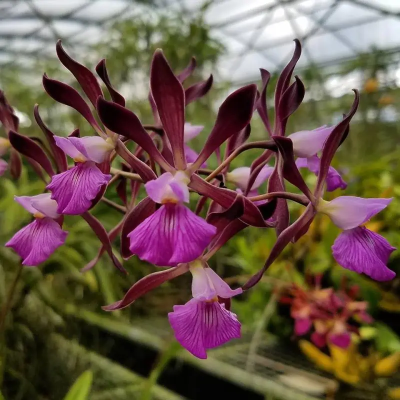 kinds of orchids and their names
