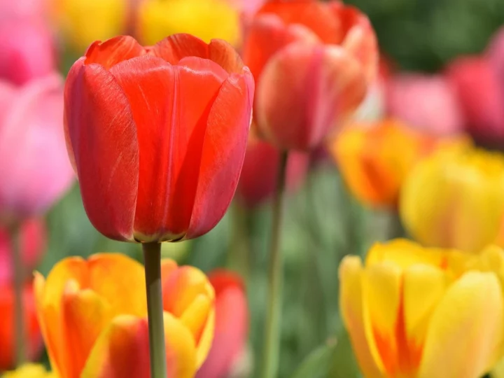 Tulip Plant Care
