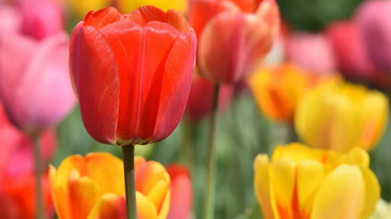 Tulip Plant Care