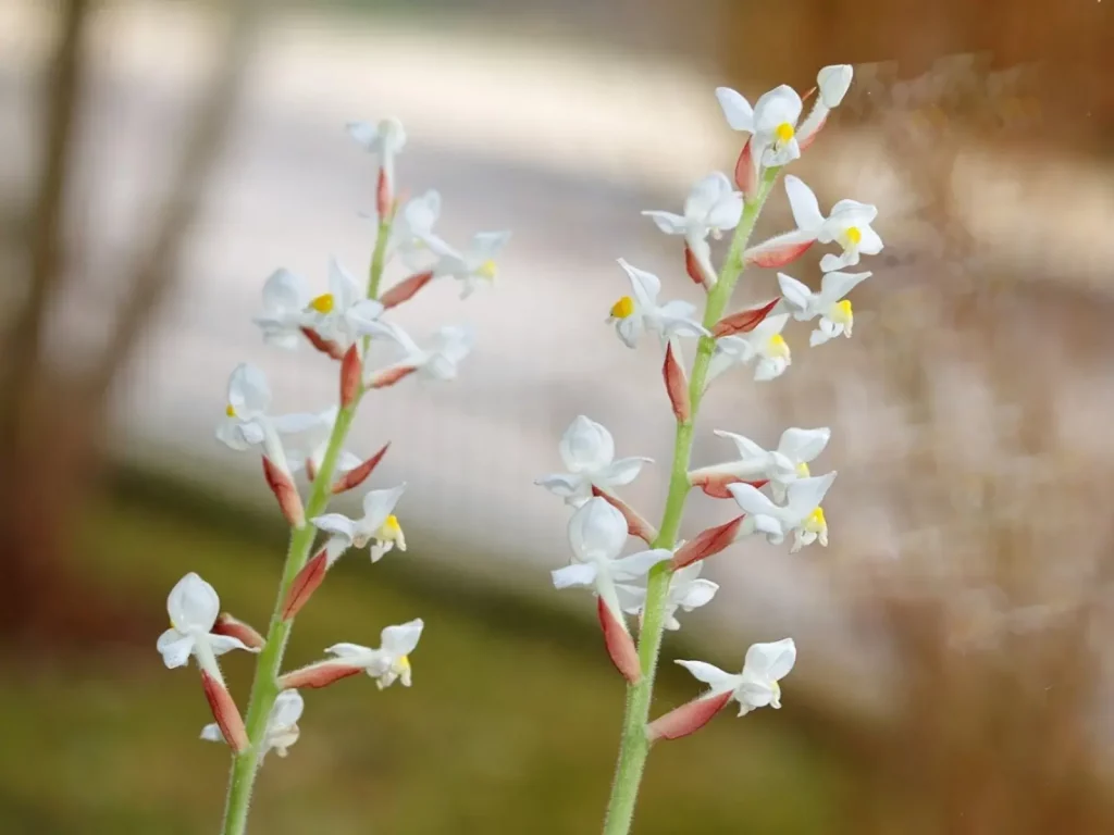 types of orchids flowers