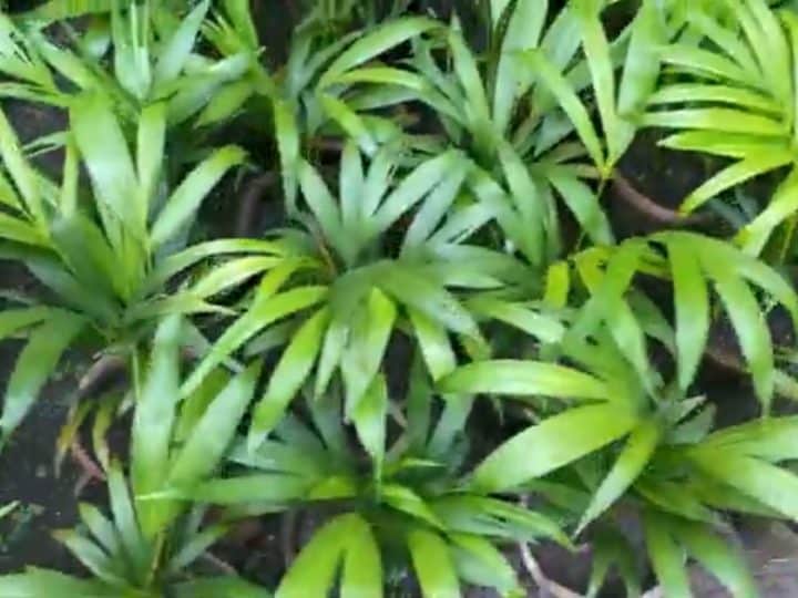 Growing Palm from Seeds