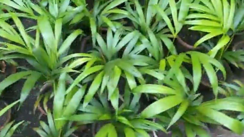 Growing Palm from Seeds