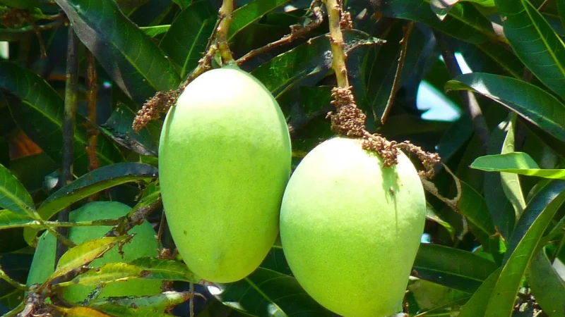 Mango Tree