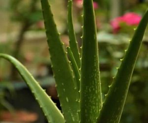 Aloe-Vera-Plant