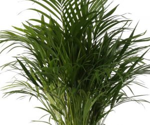 Areca-Palm