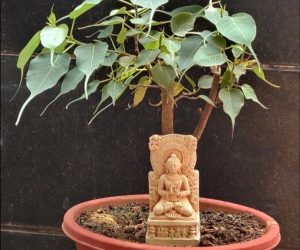 Bodhi Tree, Bodhi Tree Bonsai