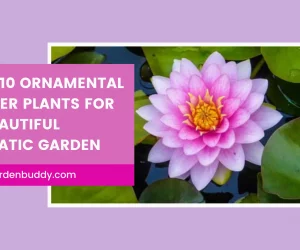 ornamental water plants