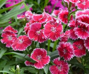 Dianthus