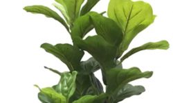 Fiddle-Leaf-Fig-Plant