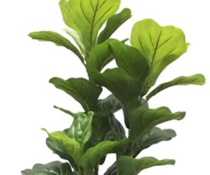Fiddle-Leaf-Fig-Plant