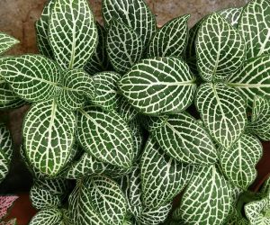 Fittonia