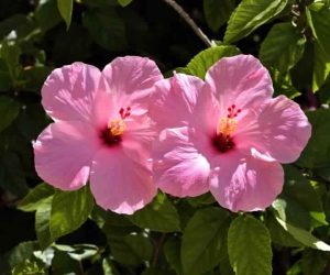 Hibiscus-Plant