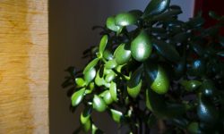 Jade-Plant