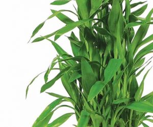 Lucky-Bamboo-Plant